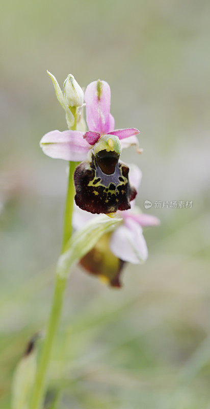 晚蜘蛛兰(Ophrys holosterica)